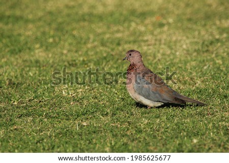 Lemon dove standing on the grass.