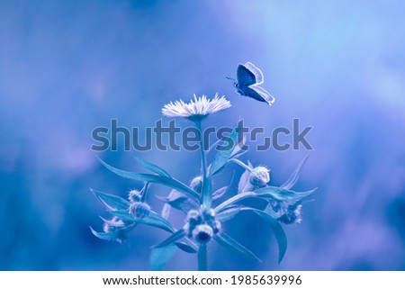 Beautiful wild flower and morning mist. Purple background. Butterfly flies to a wild flower. Natural nature, macro photography (Sun rays) CLOSEUP