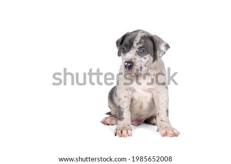 A purebred American Bully or Bulldog pup with blue and white fur sitting isolated on a white background