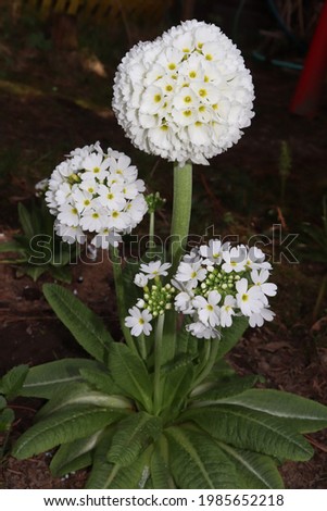 White color Prímula Denticulate Alba flowers in a garden in May 2021. Idea for postcards, greetings, invitations, posters and Birthday decoration, background