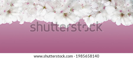 Many white geranium on light pink background banner with copy space. Flat lay, top view. Picture for blog. Summer wedding or birthday concept.