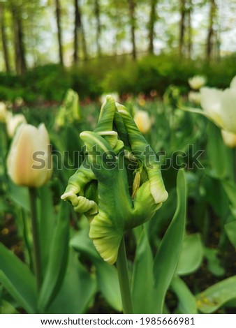 A very interesting, swirling, white and green tulip (Tulip Parrot Super Parrot) bud in a flower bed. The festival of tulips on Elagin Island in St. Petersburg.