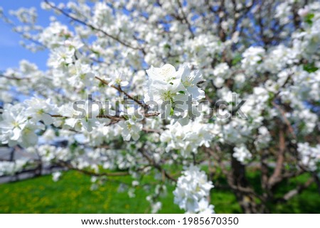 White flowers of a blooming apple tree. Close-up. Blooming fruit trees in the garden in spring. Background with flowers. Apple orchard with blooming apple trees.
