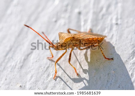 an orange-brown leather bug crawls on white wooden wall Royalty-Free Stock Photo #1985681639