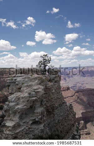 Beautiful tree on cliff of Grand Canyon. Scenic panorama of Grand Canyon National Park. View Arizona USA from the South Rim. Amazing panoramic picture.