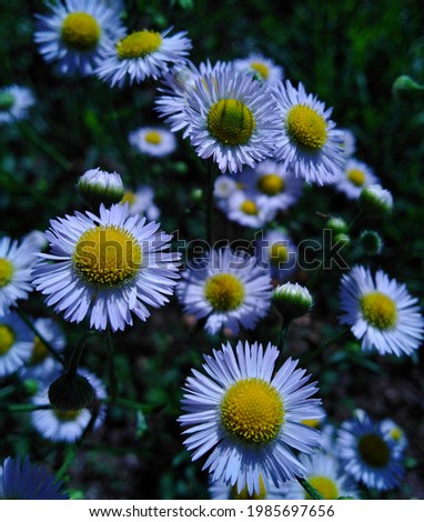 daisy fleabane flowers macro photography