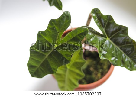 Close-up view of Alocasia leaves. Alocasia Pseudo Sanderiana or Indonesian Local Alocasia Amazonica Sanderiana in red pots isolated on white background with clipping path stock photo. 