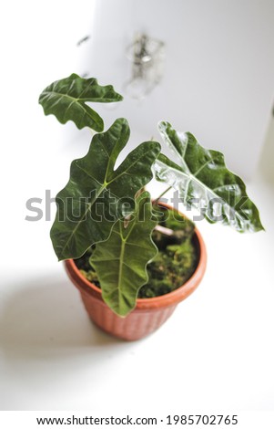 Alocasia Pseudo Sanderiana or Indonesian Local Alocasia Amazonica Sanderiana in red pots isolated on white background with clipping path stock photo. Exotic tropical leaf.