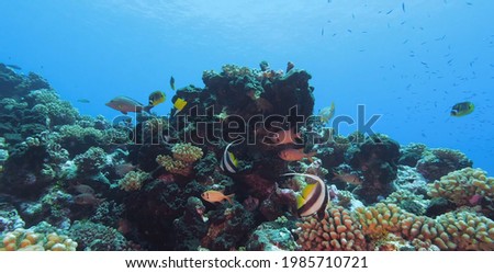 Beautiful underwater world schools of fish, reefs