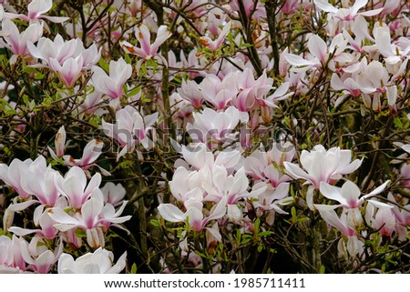 Magnolia blossoms at the end of flowering