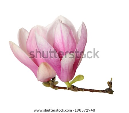 magnolia flower isolated on white 