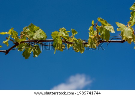 Grape plant with the blue sky behind.
