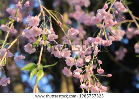 Japanese Cherry Blossom tree blooming pink flowers in the spring time