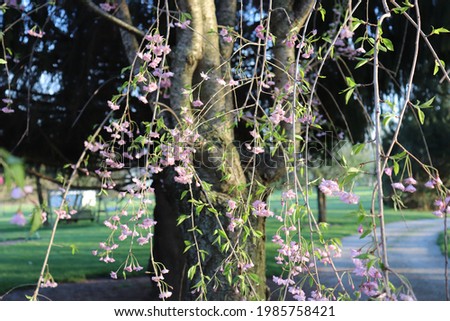 Japanese Cherry Blossom tree blooming pink flowers in the spring time
