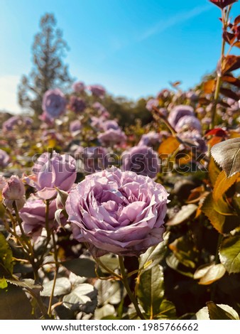 Beautiful perple color roses garden
