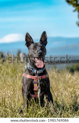 A ten month old puppy wearing. a pink harness and a blue collar poses for a picture. Mt St Helens visible in background. Pit Bull, German Shepherd, Boxer, Bulldog, Siberian Husky, Rottweiler Mix.