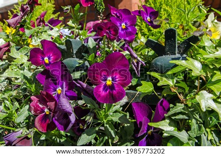 Purple pansies - latin name viola tricolor hortensis , blooming in a trough on some railings outside a London mansion block.