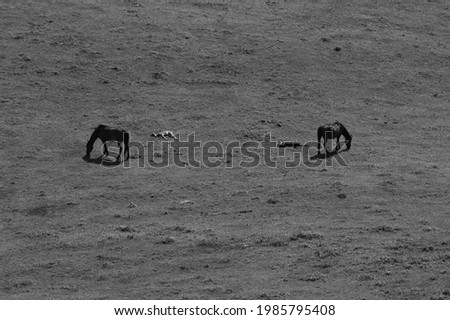 Black and white shot of two mares grazing in a meadow with two foals resting in the grass