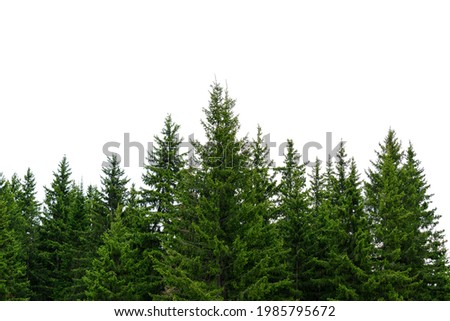 Crowns of green Christmas trees isolated on a white background. Fir forest concept.