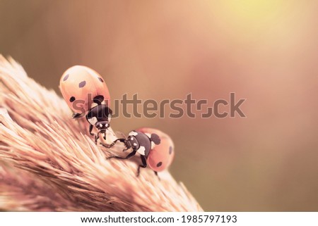 Two small ladybirds close to each other on spica plant on bright sunbeams as concept of loving, relationship and making friends. Photo filter in orange tones and colors