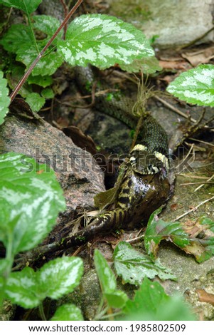 Close up of a grass snake consuming a toad. Poland, Europe