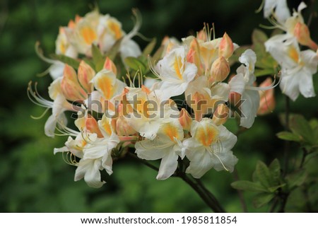Rhododendron White flowers with yellow centers Spring Garden Flowers Macro . High quality photo