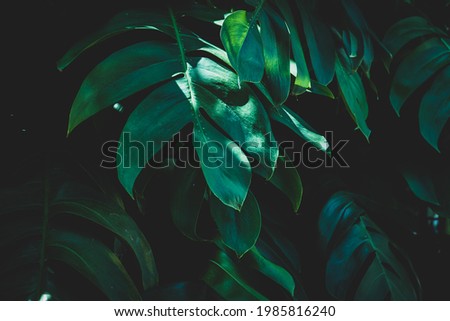 Nature green leaves of Monstera plant growing in wild, the tropical forest plant, evergreen vine on black background.