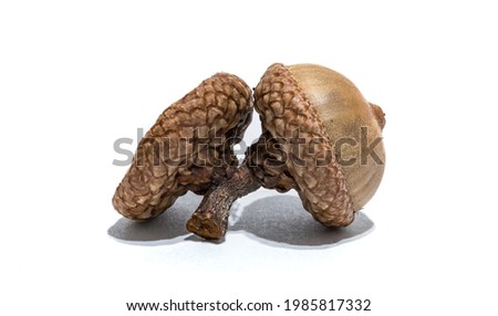 A picture of a pair of acorns on a white background.