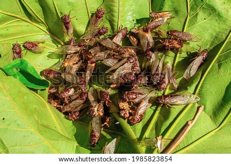 A large group of cicadas spreading their wings and swarming on the leaves. Royalty-Free Stock Photo #1985823854
