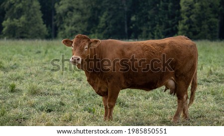 Funny animal pictures background - brown cow stands with her herd on a green meadow