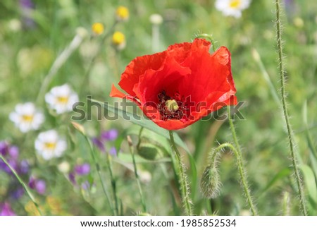 Summer landscape with a wonderful field of red poppies and white daisies 
