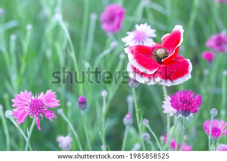 Field of red poppy flowers on green leaves background. 
