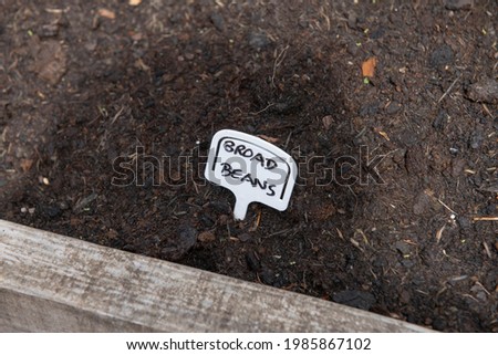 Hand Written Plant Identification Label for the Broad Bean Vegetable Stuck in the Ground in a Raised Bed on an Allotment in a Vegetable Garden in Rural Devon, England, UK