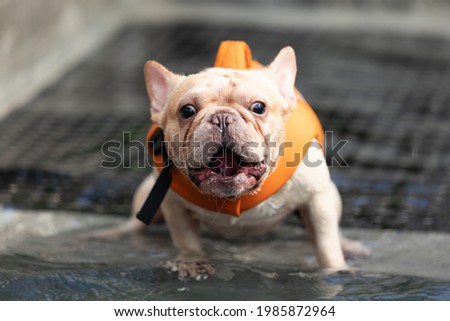 Picture of french bulldog wearing orange water jacket taking a swim.