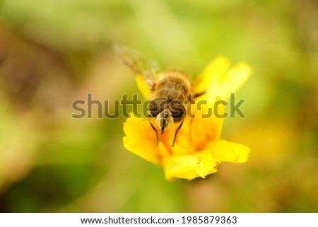 Defocused blurred macro photography of bee eyes on yellow flower 