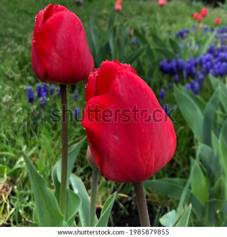 Macro photo red tulip with rain drops.  Stock photo nature flower red tulip.