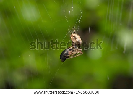 A barn spider has captured an insect on its spider web on a green background Royalty-Free Stock Photo #1985880080