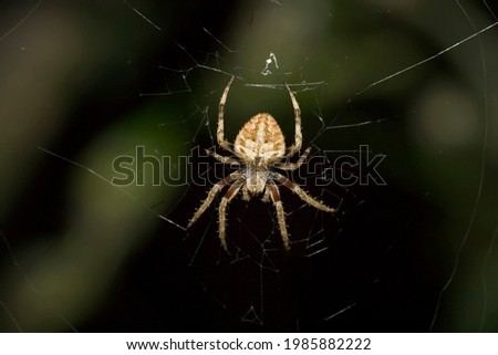 A barn spider is weaving a spider web on a dark background Royalty-Free Stock Photo #1985882222