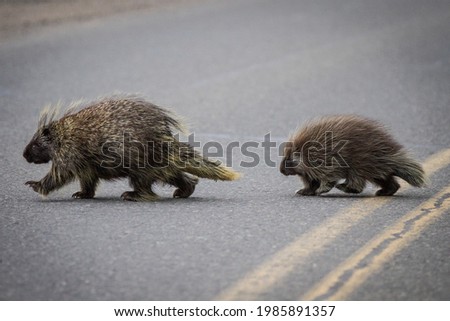 Close up shot of Two young Porcupines

crossing the road in search of food