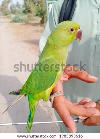 beautiful parrot picture in layyah