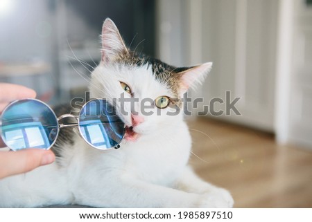 The cat is sitting and gnawing glasses