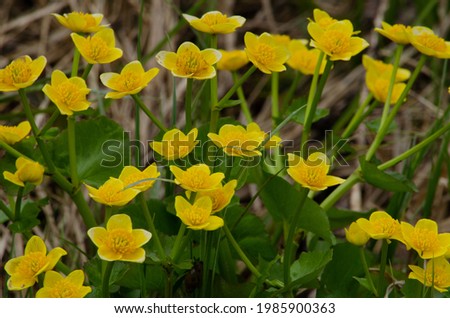 Spring wildflowers bloom in a meadow in rural New Brunswick, Canada