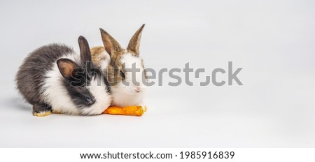 Adorable two bunnies or rabbits eating carrot on isolated white background with clipping path. It's small mammals in the family Leporidae of the order Lagomorpha