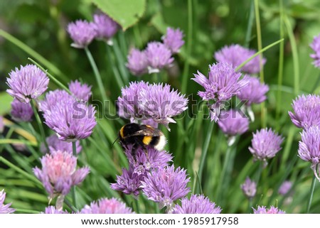 furry bumblebee pollinates the purple flowers of chives