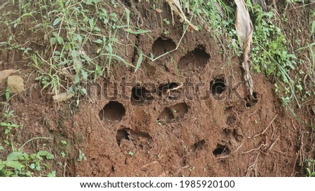 some termite nests pictures taken from the forest