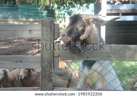 A picture of a white and brown male goat in a wooden cage.