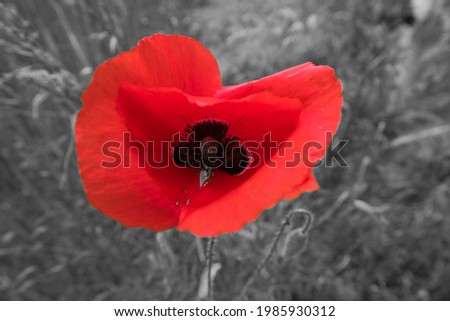 the red of a poppy in a black and white picture like a heart