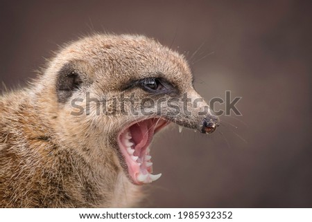 Meerkat head, yawning with teeth

