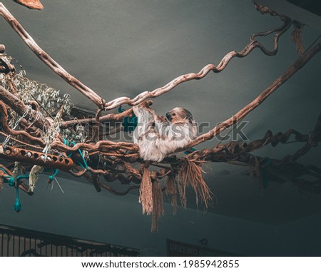 Sloth monkey lying on branch