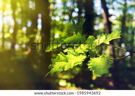 Oak tree in the green forest